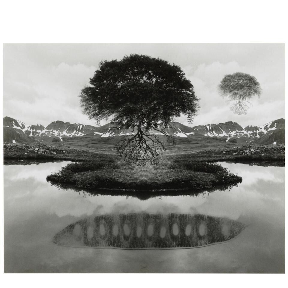 Untitled (Floating Tree)