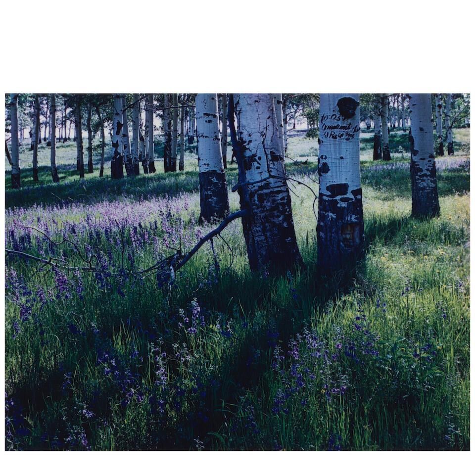 Selected Images (comprising 'Aspens and Larkspur, New Mexico' and 'Colorado')