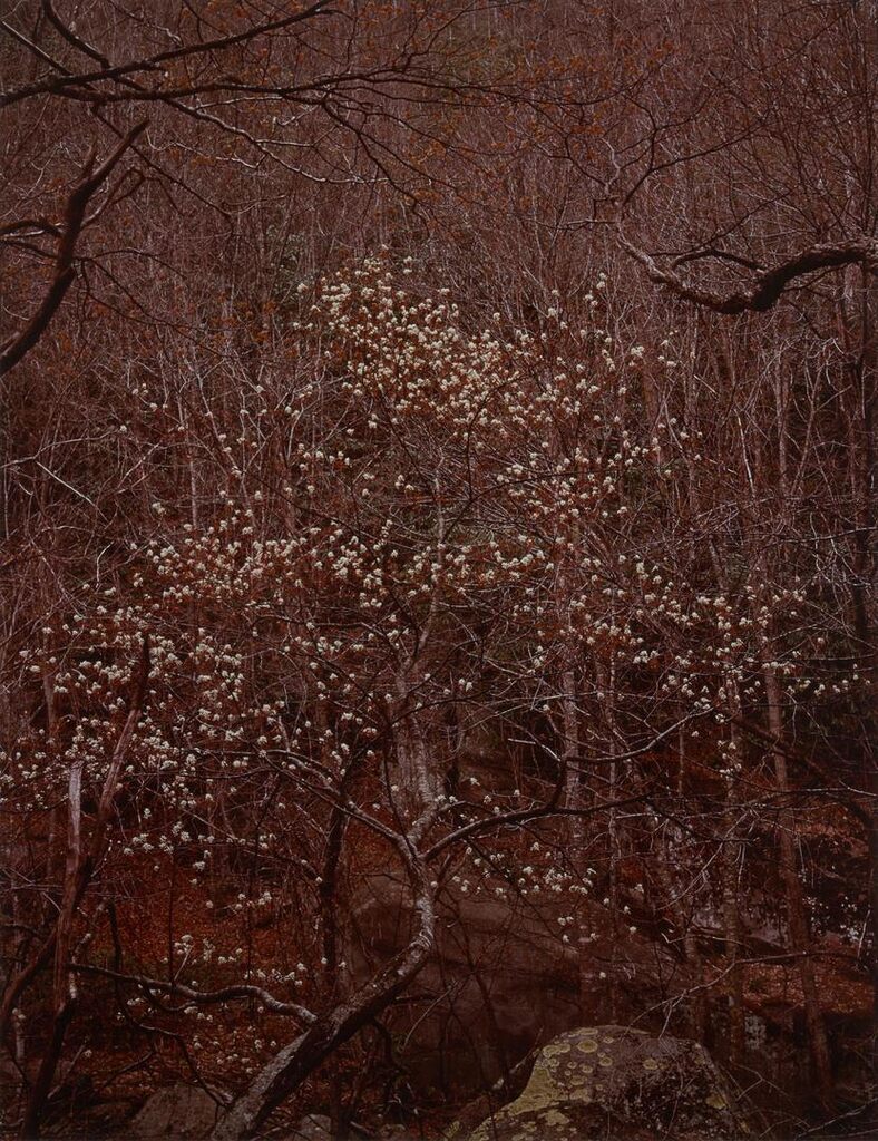 Shad Tree in Bloom, Great Smoky Mountains