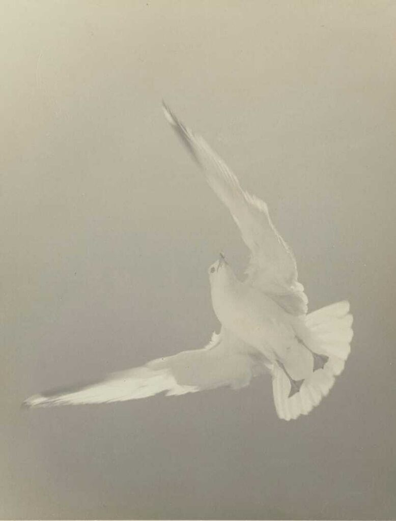 Untitled (Seagull)