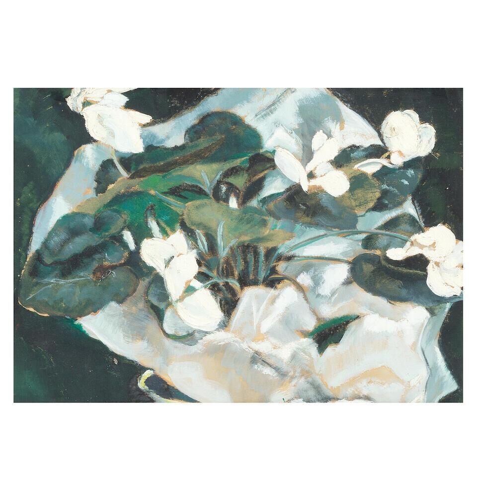 White Cyclamen