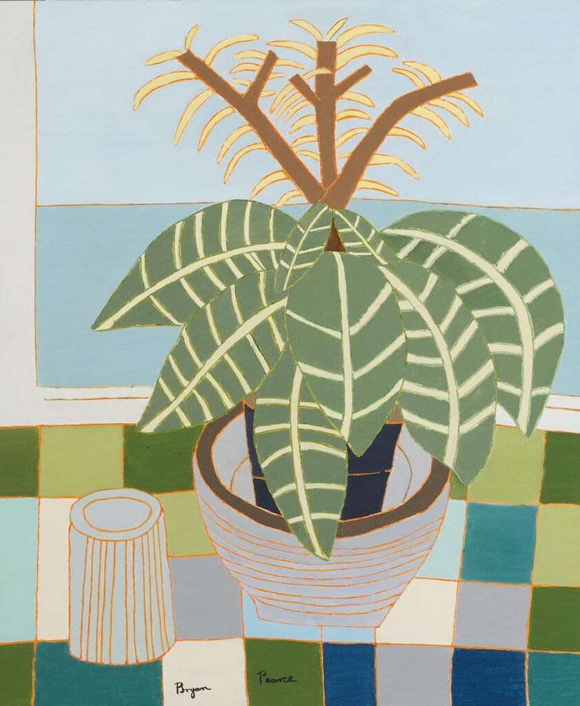 Aphelandra