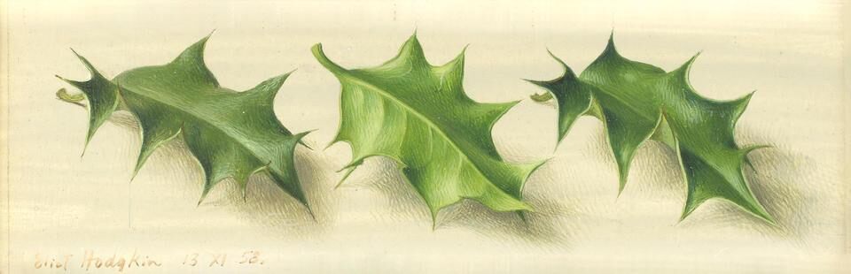 Three Holly Leaves