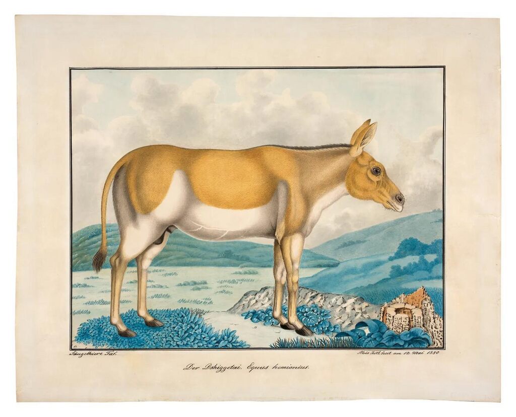 Der Dshiggetai Equus Hemionius