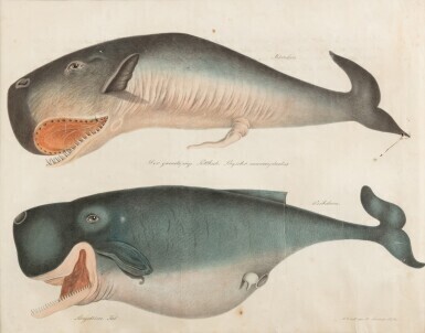 Baleines