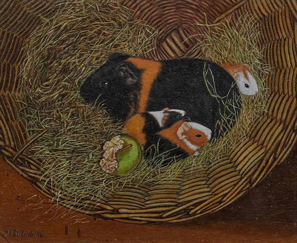 Meerschweinchen in einer Zaine