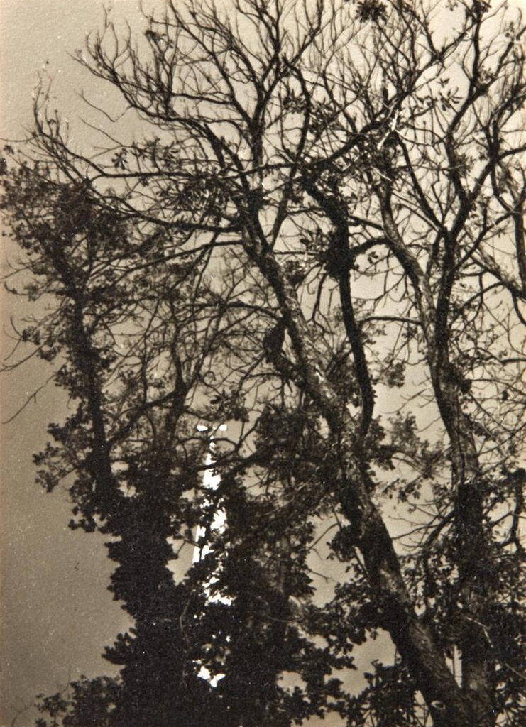 Church and Tree, Falmouth, Cape Cod