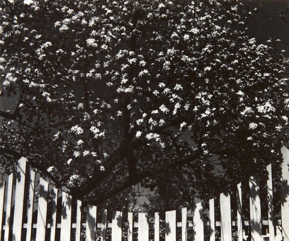 White Rose XII, Woods Hole, Cape Cod