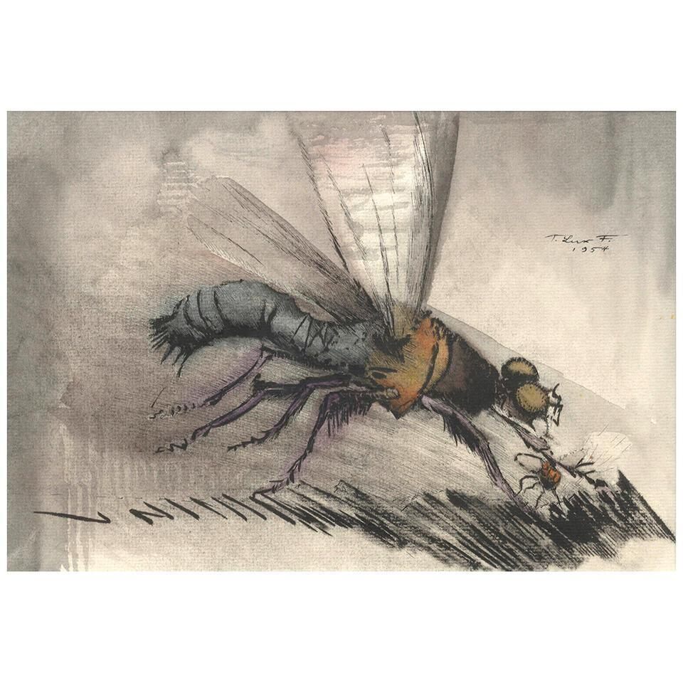 Insect
