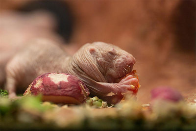 Naked Mole-Rats on the Move September 1, 2018 – Indefinitely National Zoo