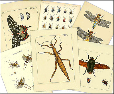 Dazzling Diversity August 8, 2017 – September 30, 2018 Natural History Museum