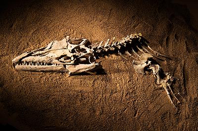 Sea Monsters Unearthed, Life in Angola's Ancient Seas November 9, 2018 – 2020 Natural History Museum