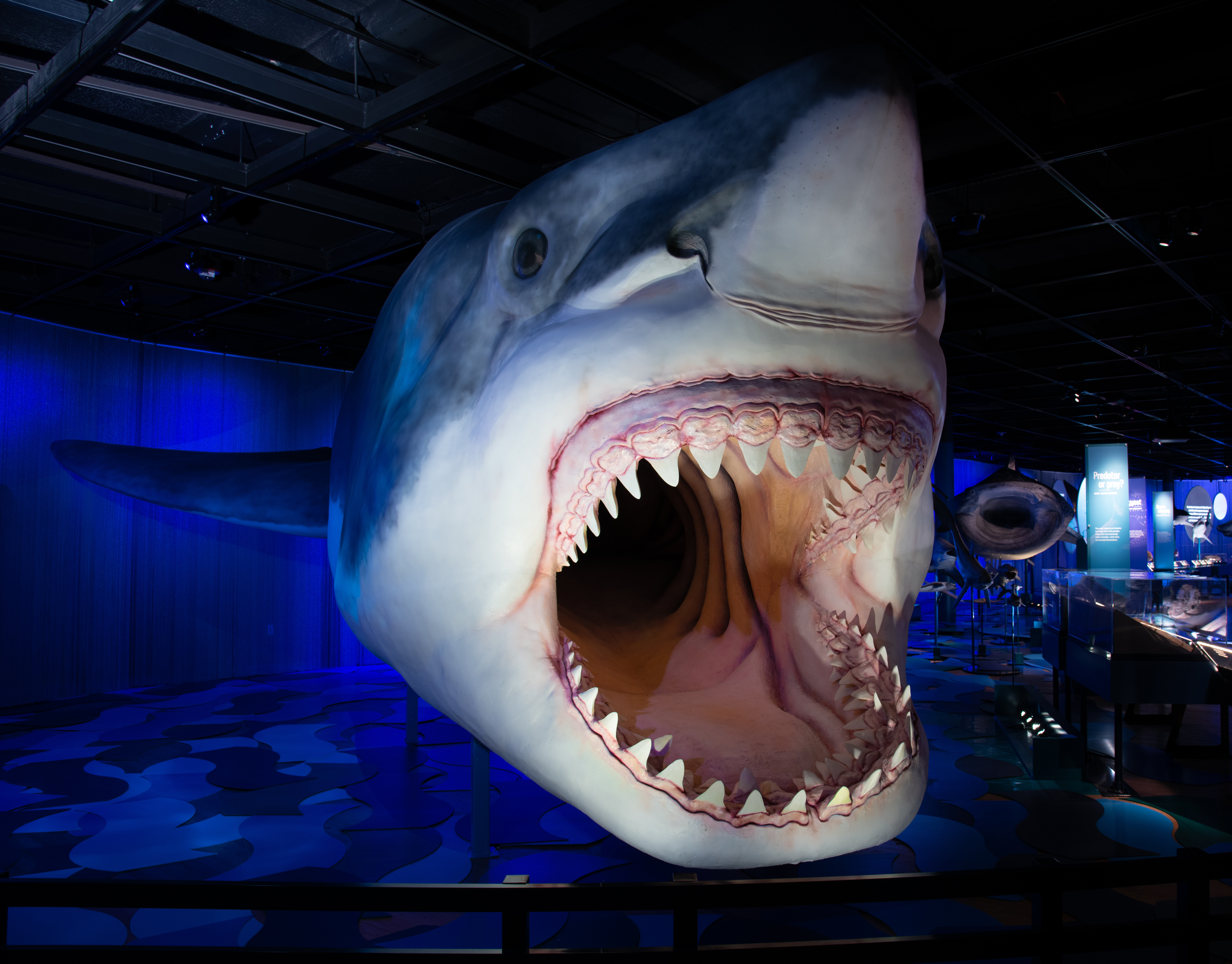 Sharks