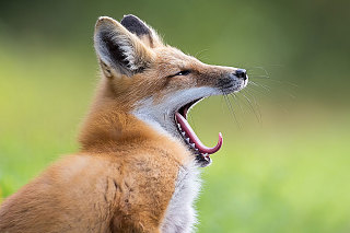 21st Annual Nature's Best Photography Windland Smith Rice International Awards