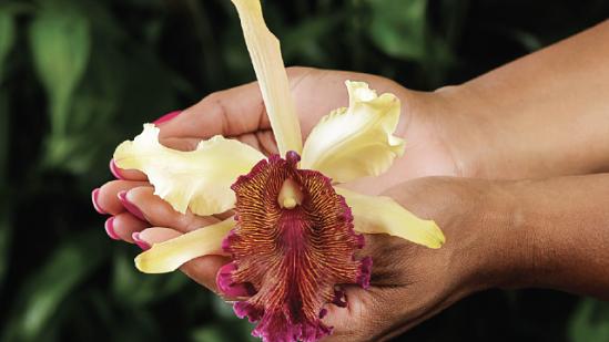 The Connective Power of Gardens: 30th Annual Orchid Show