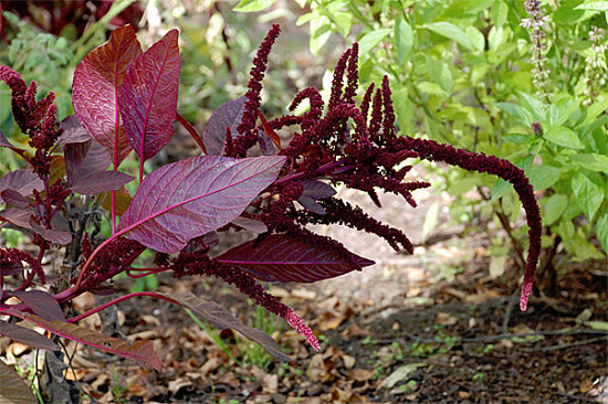 Smithsonian Gardens