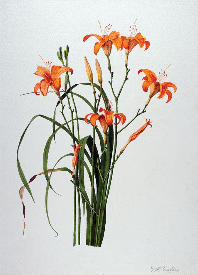 In Bloom: The Botanical Paintings of T. Merrill Prentice