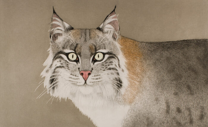 Kingdom Animalia