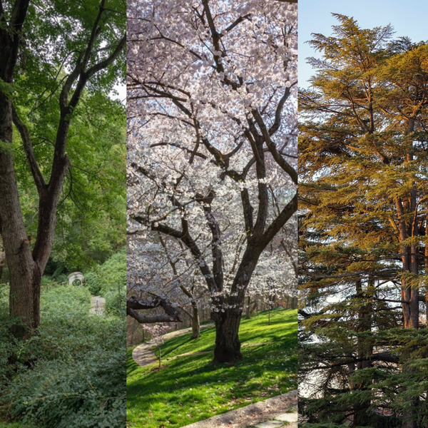 Trees of Dumbarton Oaks: Photographs by Sahar Coston-Hardy