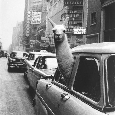Inge Morath