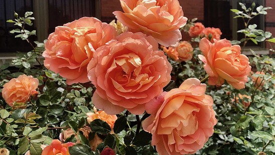 Smithsonian Gardens