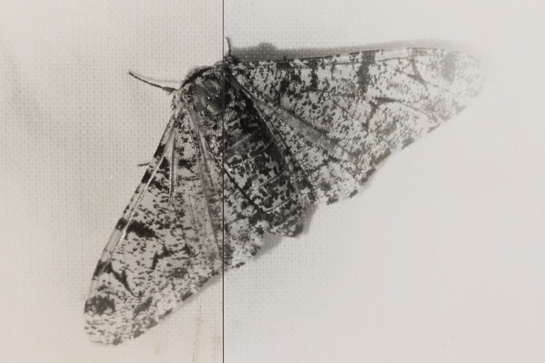 Camden Art Centre logo