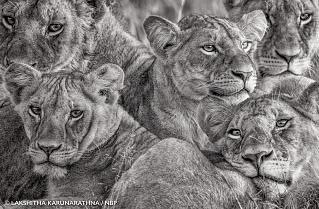22nd Annual Nature's Best Photography Windland Smith Rice International Awards