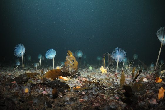 Scotland’s Precious Seas