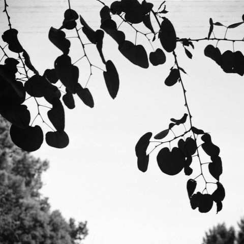 Shape, Ground, Shadow: The Photographs of Ellsworth Kelly