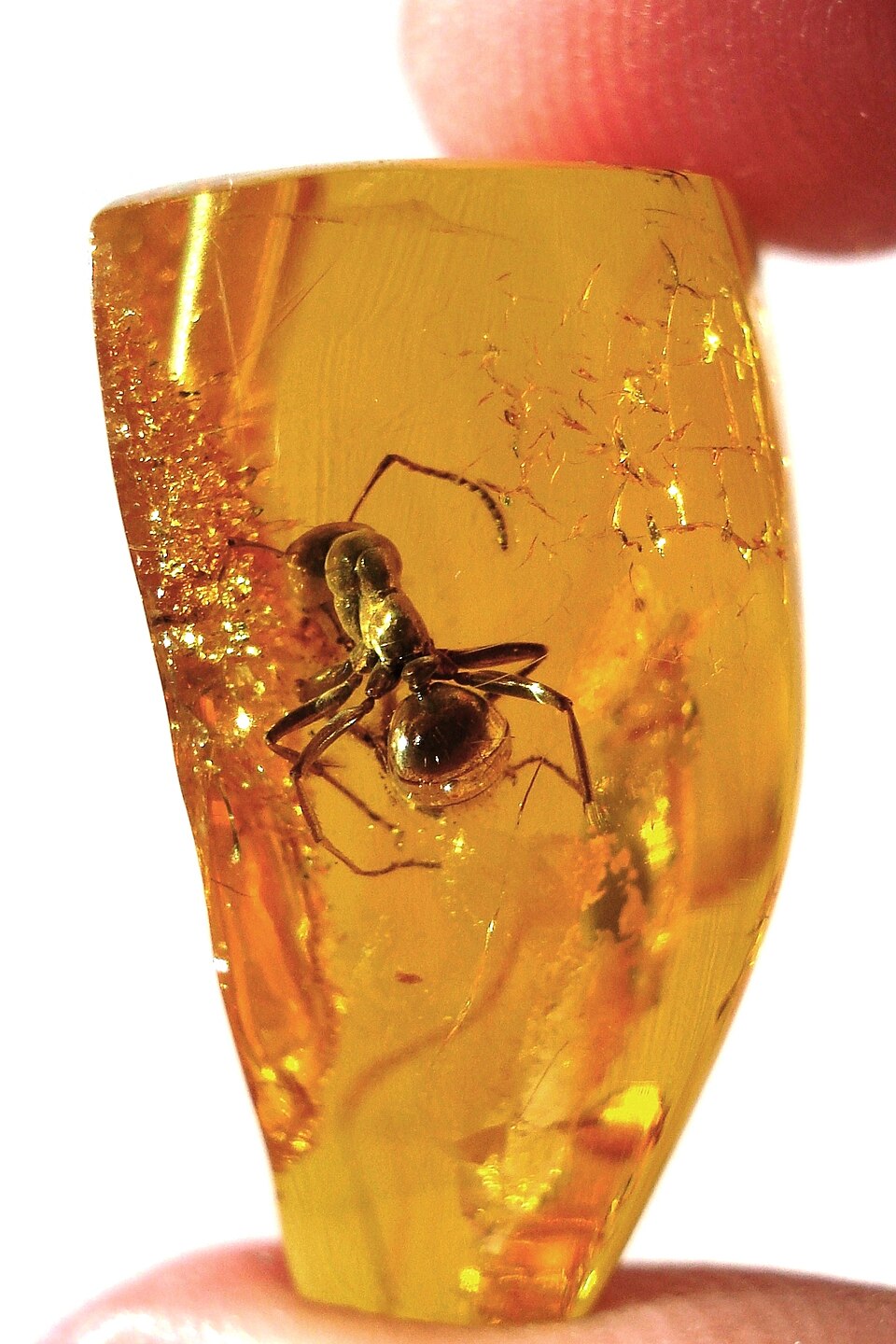Amber logo
