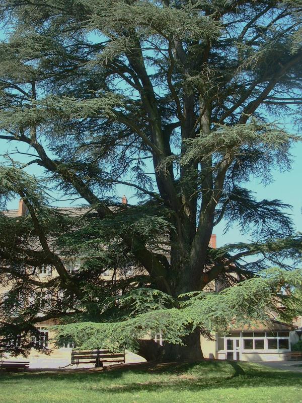 Blue Cedar logo