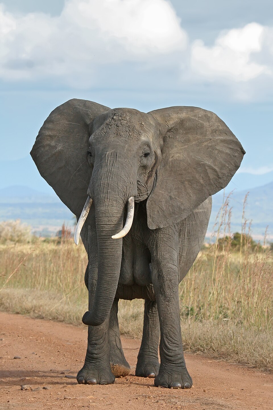 Elephant logo