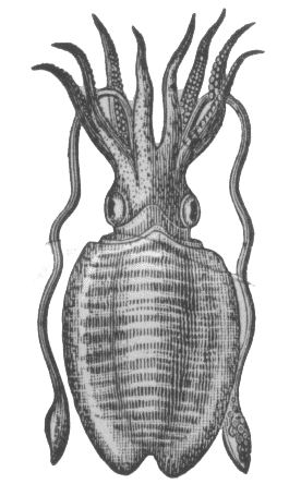 Tentacles logo