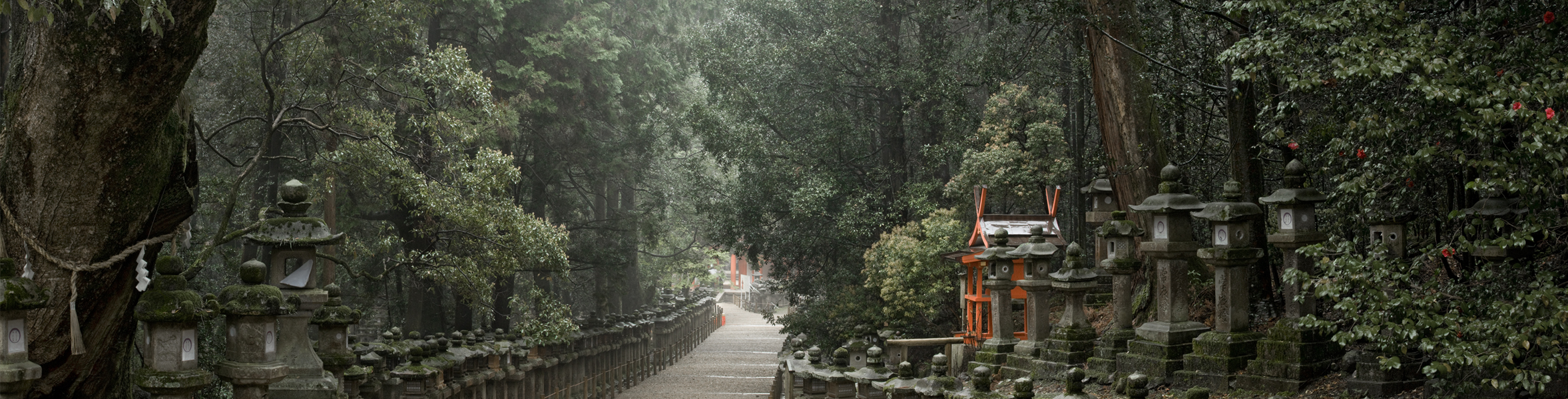 David Gibson: Toward Kasuga Shrine Along Pathways of Lanterns