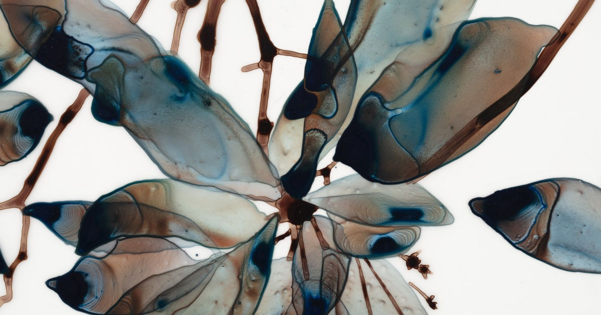 Page Bond Gallery logo