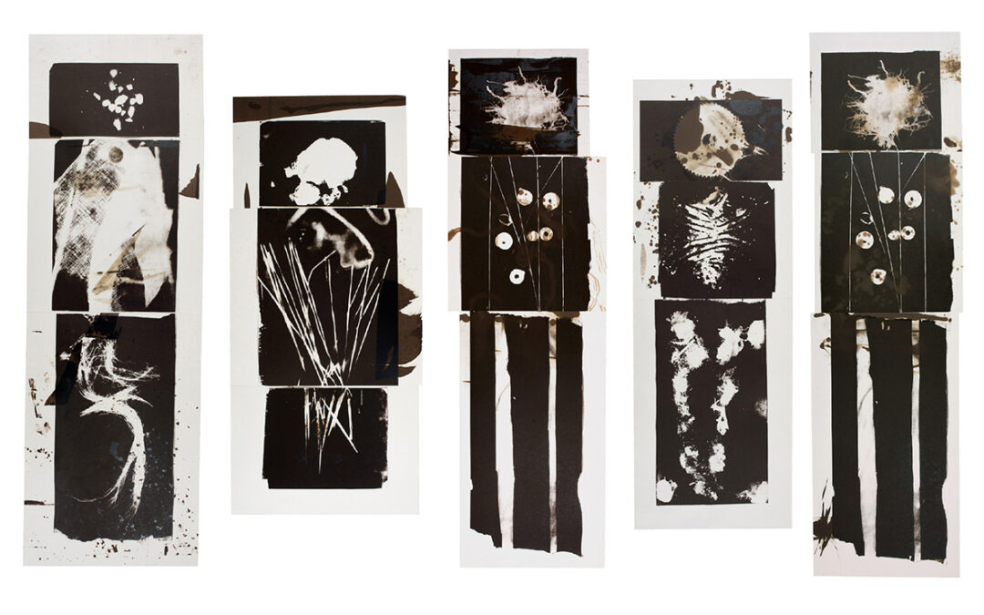 The Museum Collects 2016