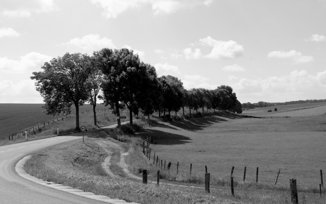 Tree-Lined Avenues. Wayne Gudmundson
