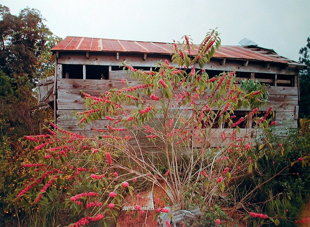 William Eggleston and Jennifer Steinkamp: At Home at the Dixon