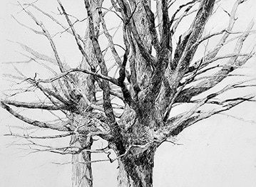 Four in Maine: Drawing