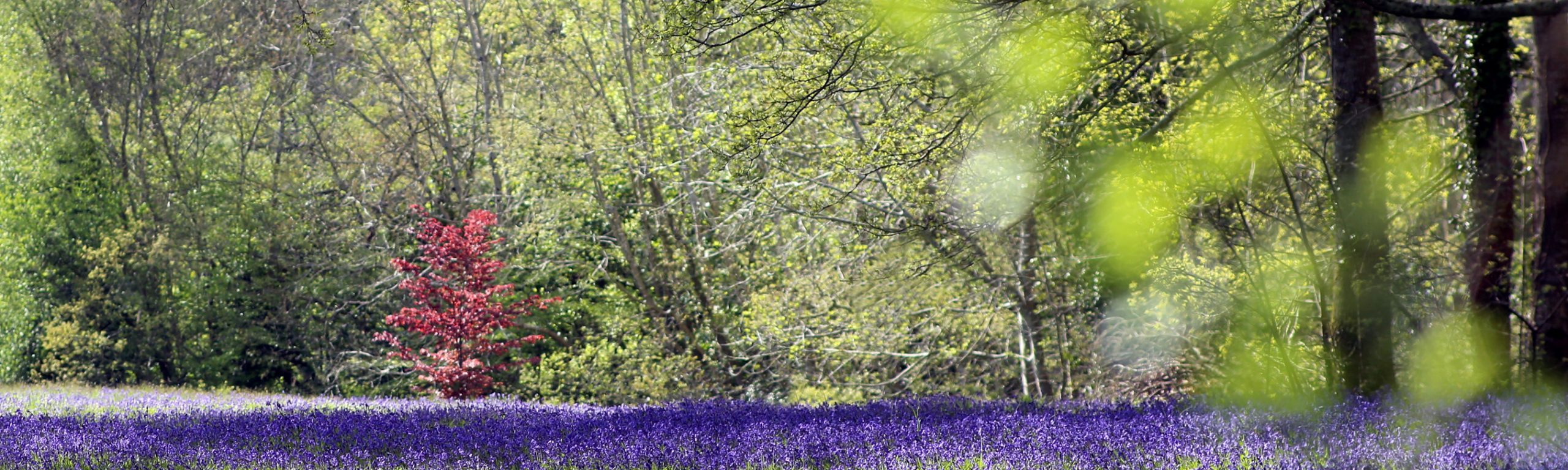 Enys Gardens logo