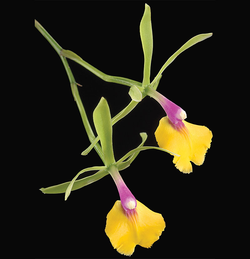 Orchids: Amazing Adaptations February 16, 2019 – April 28, 2019 Smithsonian Gardens