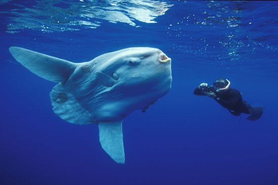 The peculiar sunfish that washed up on Scottish shores