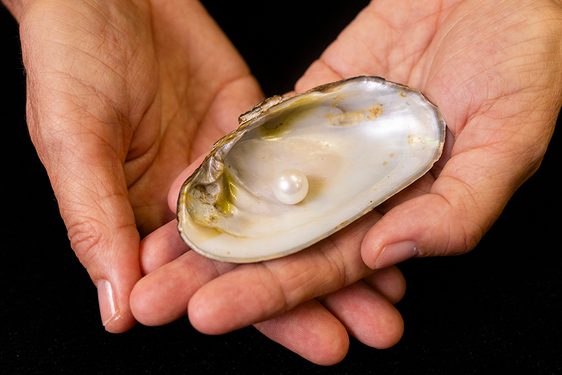 Abernethy Pearl: Scotland's largest freshwater pearl