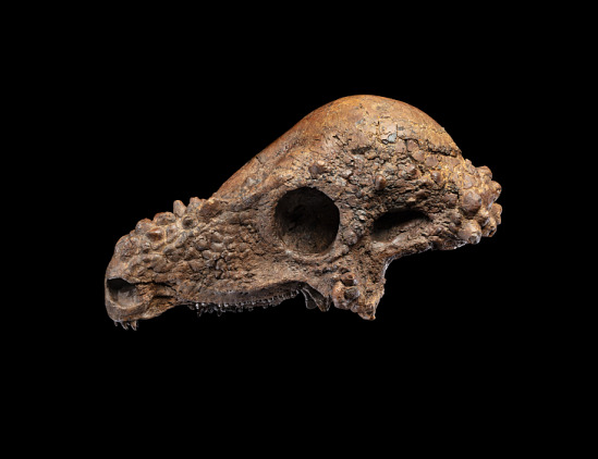 Meet Pachycephalosaurus!