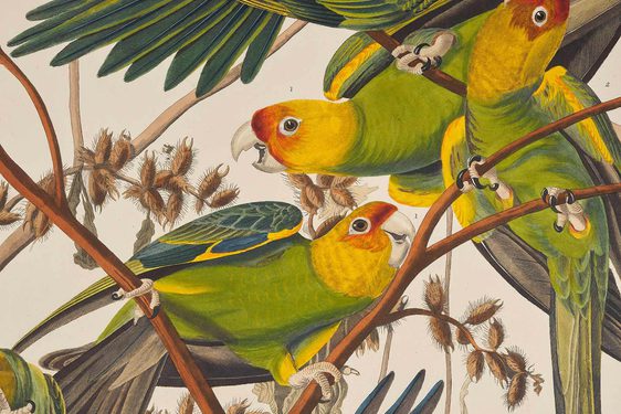 Audubon’s Birds of America