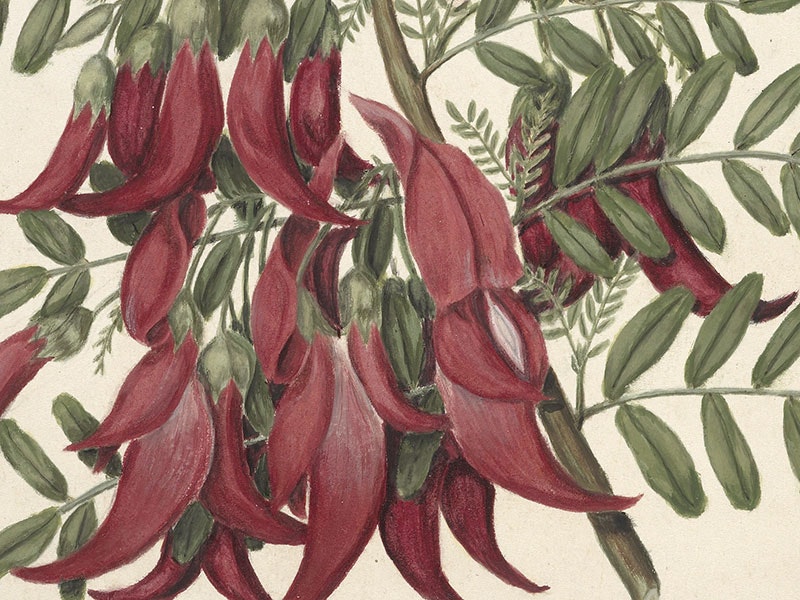 Featon’s Flowers