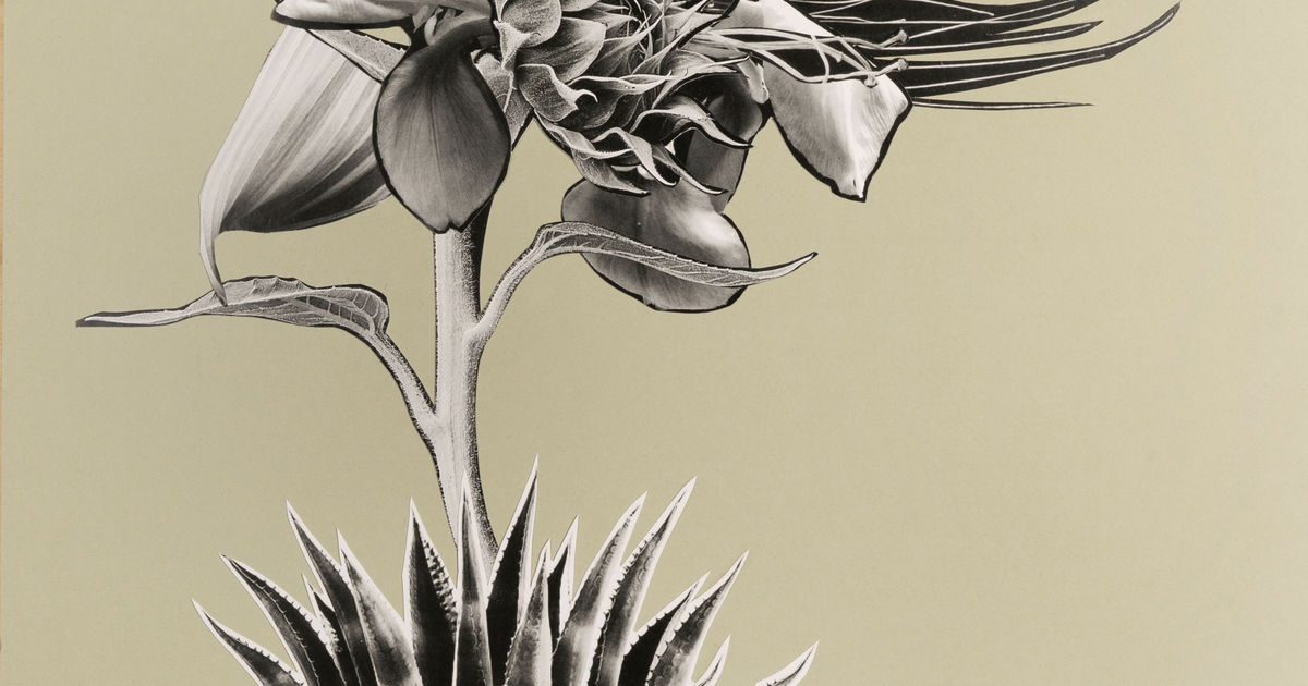 Anaid Art Gallery logo