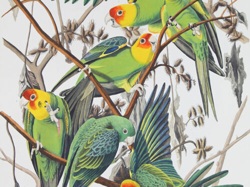 Seeing Audubon: Robert Havell, Jr. and The Birds of America