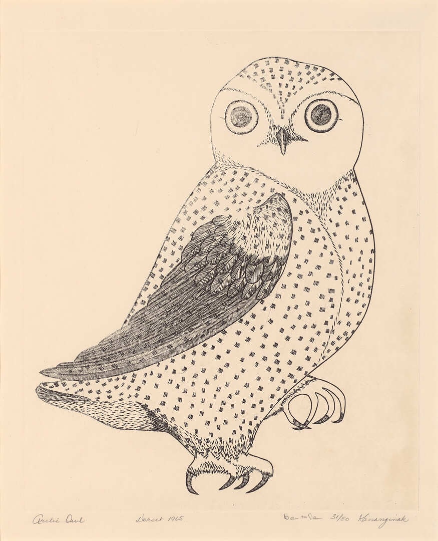Arctic Owl