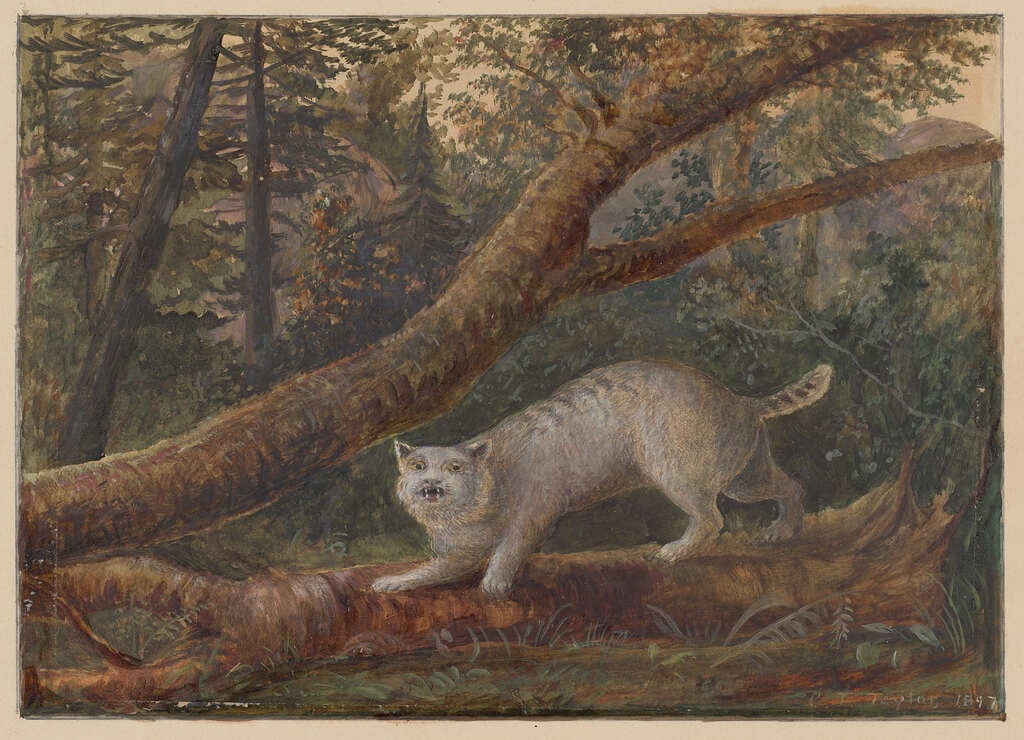 Bay Lynx or American Wildcat